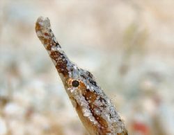 Shortfin Pipefish from Little Cayman. Nikon D200 and 105m... by Jim Chambers 